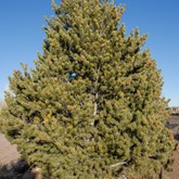 Pinyon Pine